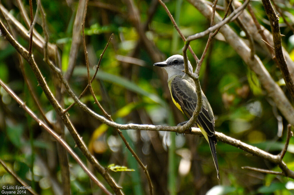 Tropical Kingbird