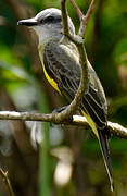 Tropical Kingbird