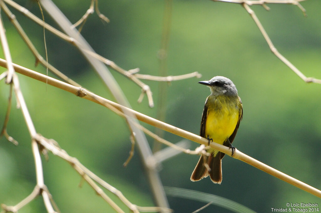 Tropical Kingbird