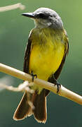 Tropical Kingbird