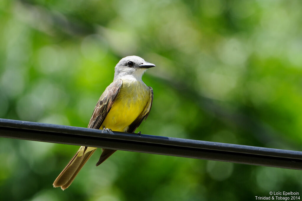 Tropical Kingbird