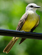 Tropical Kingbird