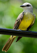 Tropical Kingbird