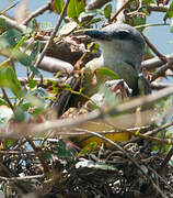 Tropical Kingbird