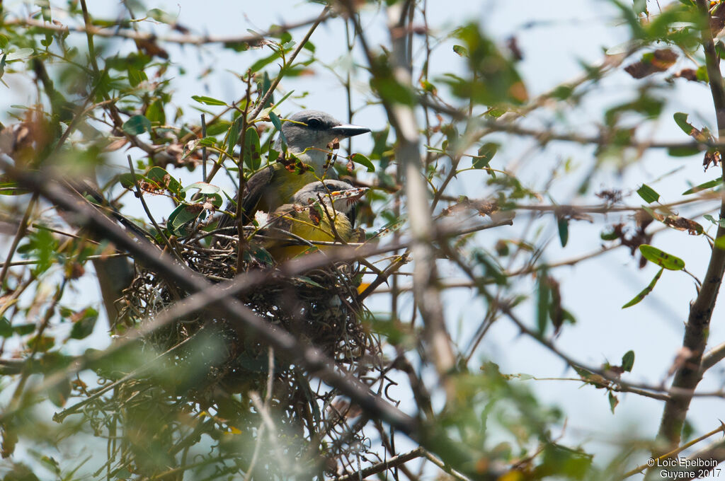 Tropical Kingbird