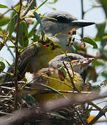 Tropical Kingbird