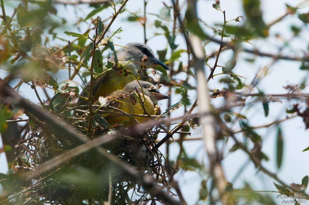 Tropical Kingbird