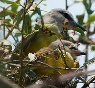 Tropical Kingbird