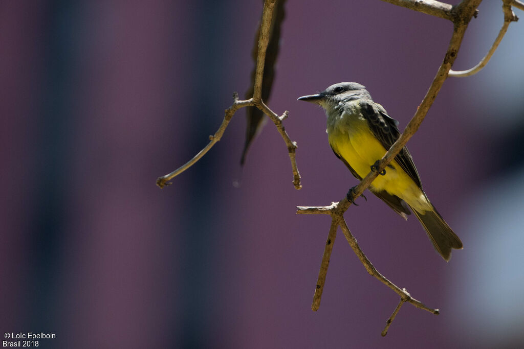 Tropical Kingbird