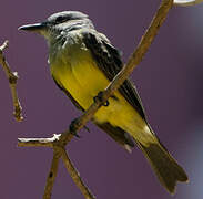 Tropical Kingbird