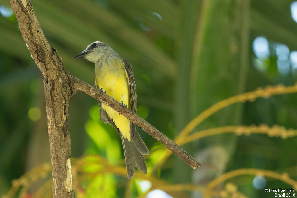 Tropical Kingbird