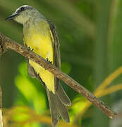 Tropical Kingbird