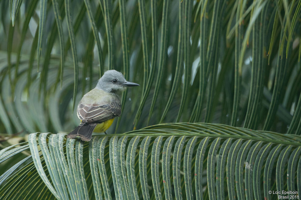 Tropical Kingbird