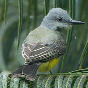 Tropical Kingbird