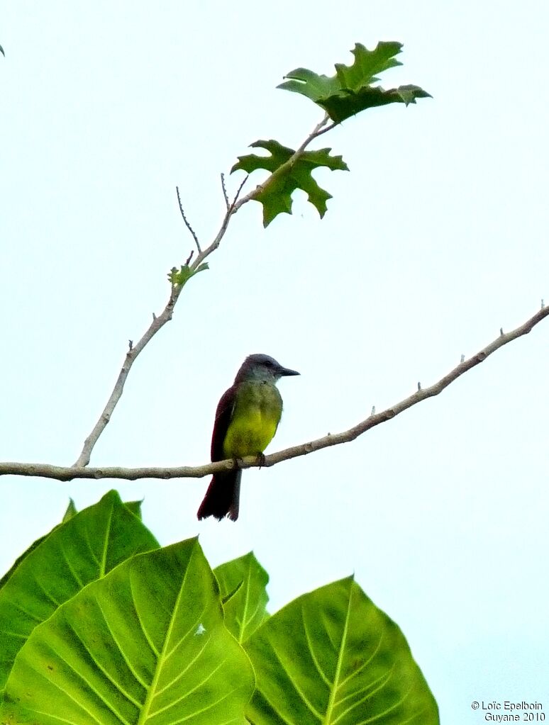 Tropical Kingbird