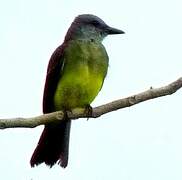 Tropical Kingbird