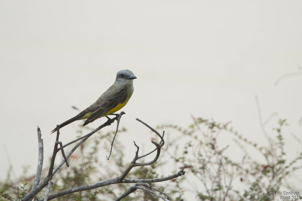 Tropical Kingbird