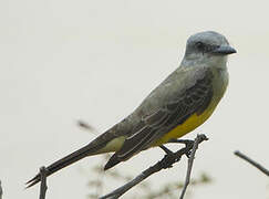 Tropical Kingbird