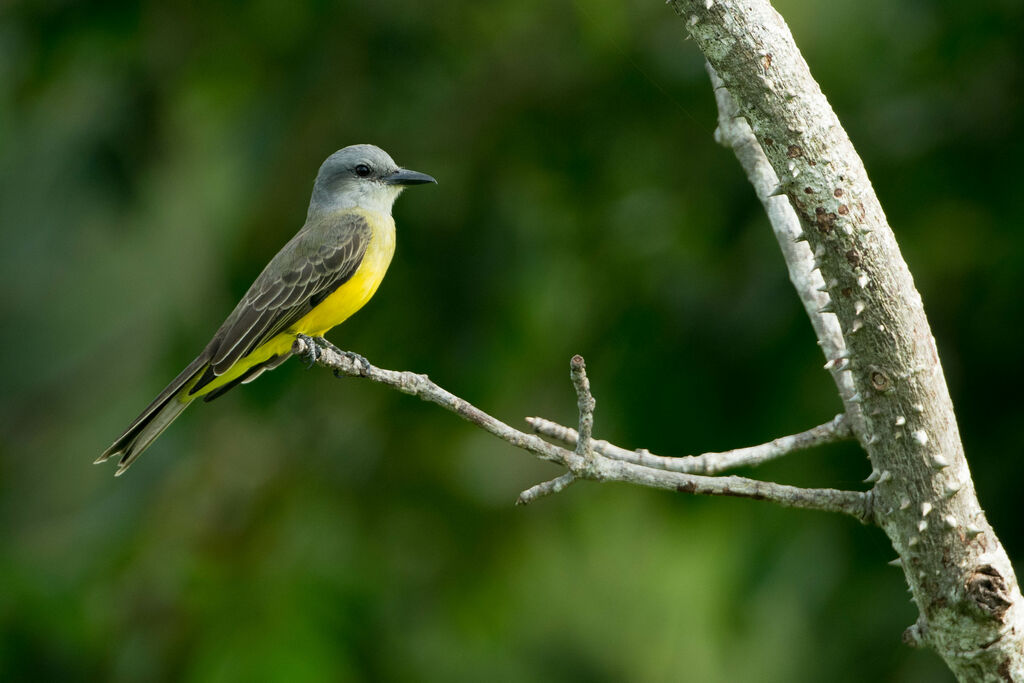 Tropical Kingbird