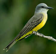 Tropical Kingbird