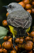 Tropical Kingbird