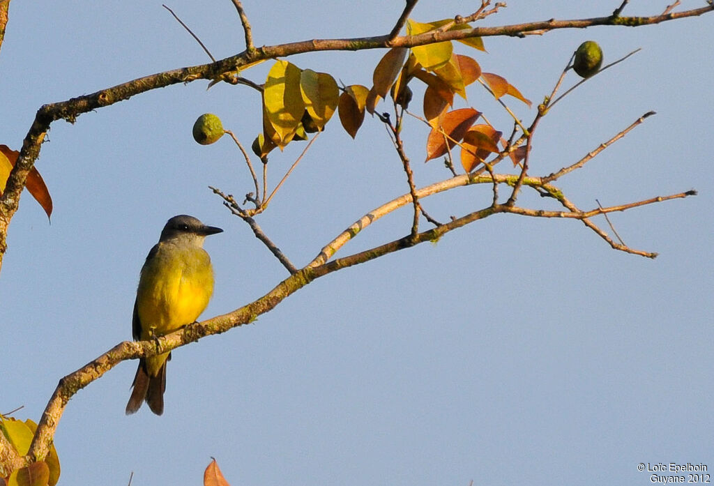 Tropical Kingbird