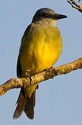 Tropical Kingbird