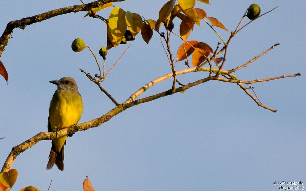 Tropical Kingbird