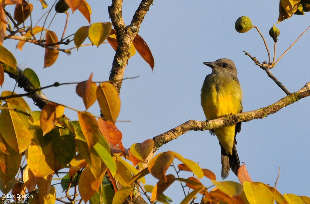 Tropical Kingbird