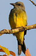 Tropical Kingbird