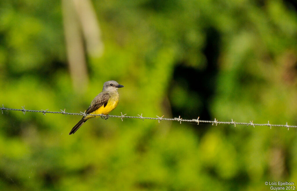 Tropical Kingbird