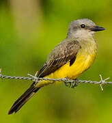 Tropical Kingbird