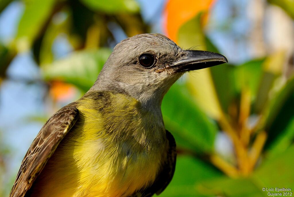 Tropical Kingbird