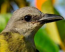 Tropical Kingbird