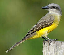 Tropical Kingbird