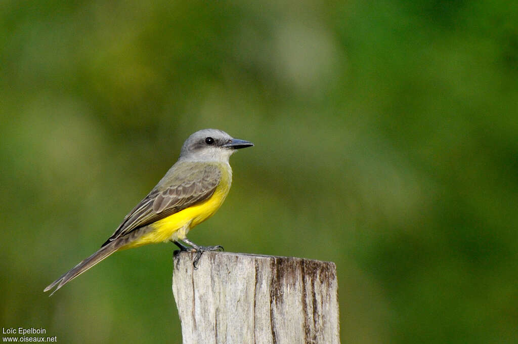 Tropical Kingbird, identification