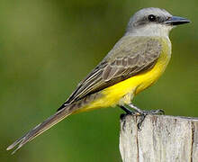 Tropical Kingbird