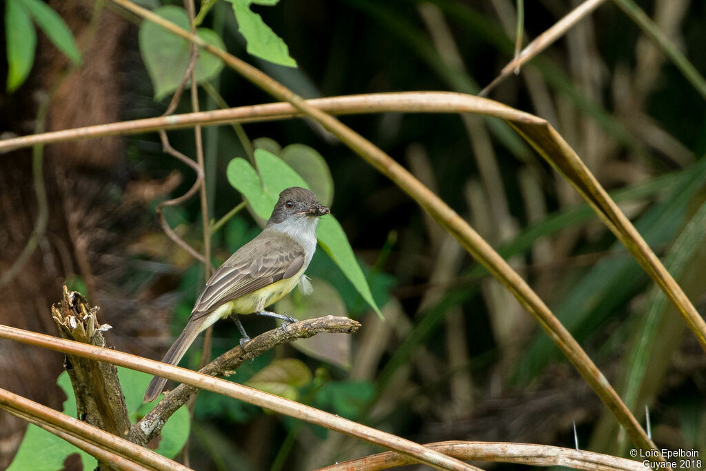 Dusky-capped Flycatcher