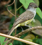 Dusky-capped Flycatcher