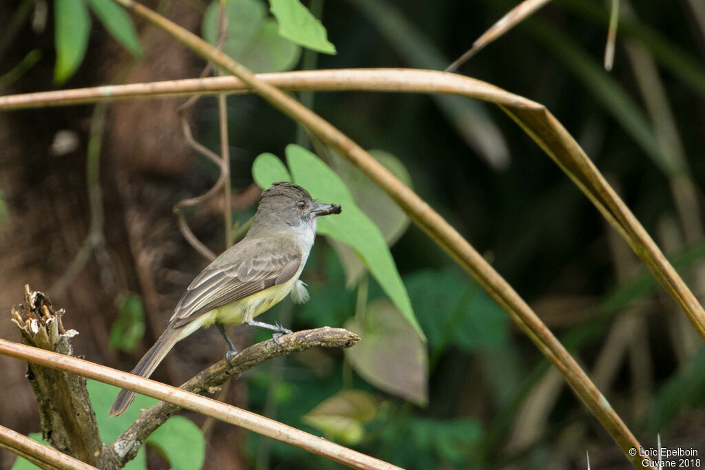 Dusky-capped Flycatcher