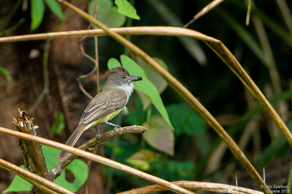 Dusky-capped Flycatcher