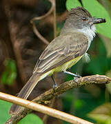 Dusky-capped Flycatcher