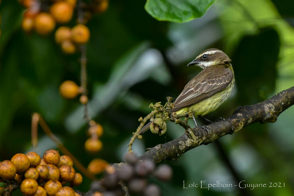 Piratic Flycatcher