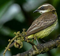 Piratic Flycatcher