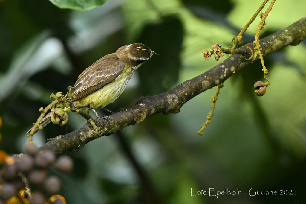 Piratic Flycatcher