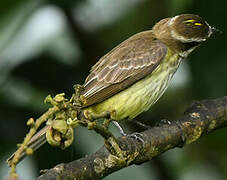 Piratic Flycatcher