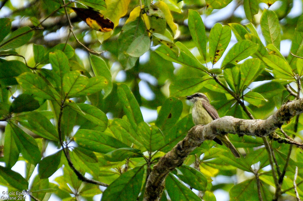 Piratic Flycatcher