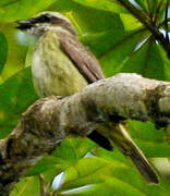 Piratic Flycatcher