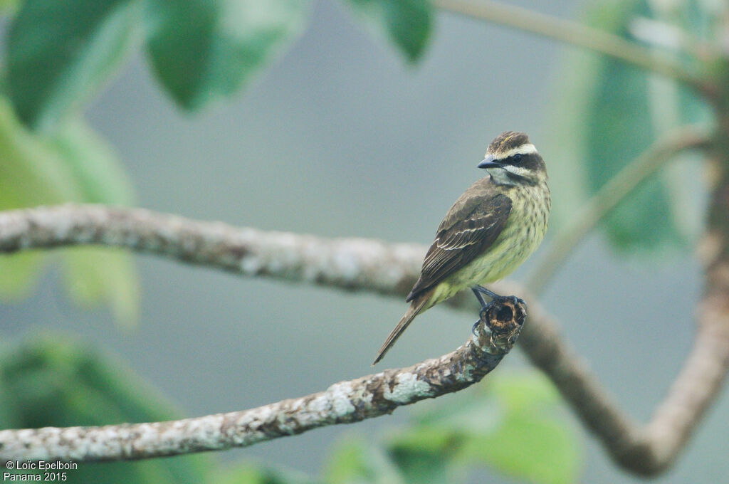 Piratic Flycatcher