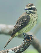 Piratic Flycatcher